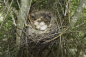 Moorhen (Gallinula chloropus) eggs, unusual laying in a magpie nest in a shrub, Europe