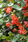 Portrait of Japanese quince (Chaenomeles japonica) 'Alpina' in bloom. Arboretum of Kalmthout, Belgium