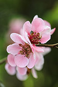 Portrait of flowering quince flower (Chaenomeles x californica) 'Enchantress'. Arboretum of Kalmthout, Belgium
