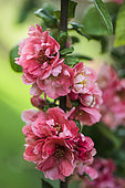 Portrait of Japanese quince flowers (Chaenomeles speciosa) 'Falconnet Charlet'. Arboretum of Kalmthout, Belgium