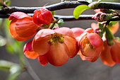 Ornemental Quince (Chaenomeles x superba). Chaenomeles 'Knaphill Scarlet' in bloom. Arboretum of Kalmthout, Belgium