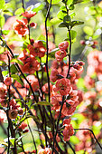 Ornemental Quince (Chaenomeles x superba) 'Knaphill Scarlet' in bloom. Arboretum of Kalmthout, Belgium