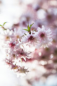 Portrait of Japanese cherry tree (Prunus incisa) 'Omoinoyama' in bloom. Arboretum of Kalmthout, Belgium