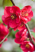 Portrait of Japanese quince (Chaenomeles japonica) 'Crimson Beauty' in bloom. Arboretum of Kalmthout, Belgium