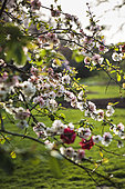 Scène de Cognassiers du Japon (Chaenomeles speciosa) 'Toyo-Nishiki' et (Chaenomeles japonica) 'Crimson Beauty' en fleur. Arboretum de Kalmthout, Belgique