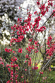 Portrait of Japanese quince (Chaenomeles japonica) 'Crimson Beauty' in bloom. Arboretum of Kalmthout, Belgium