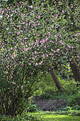Ornamental apple tree in bloom. Scene of a malus x micromalus in bloom. Arboretum of Kalmthout, Belgium