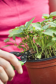 Cutting Basil (Ocimum basilicum) in pot