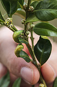 Box leaves deformed "in spoon". The deformation of boxwood leaves is caused by a tiny mite, benign