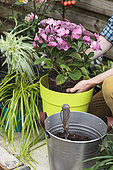 Planting stage of a Hydrangea (Hydrangea sp) in pot on a terrace, Put the plant in the pot