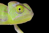 Portrait of Veiled chameleon (Chamaeleo calyptratus) baby