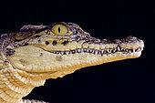 Portrait of Nile crocodile (Crocodilus niloticus), Africa