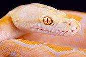 Portrait of Reticulated python (Malayopython reticulatus). Albinos are rare and show some stunning colors.