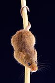 Eurasian harvest mouse (Micromys minutus)