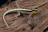 Striped dwarf gecko (Gonatodes vittatus), Aruba, Dutch Antilles