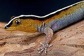 Striped dwarf gecko (Gonatodes vittatus), Aruba, Dutch Antilles