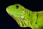 Portrait of Green iguana (Iguana iguana), Brazil