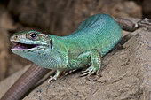 Western green lizard (Lacerta bilineata), female, France