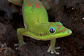 Gold dust day gecko (Phelsuma laticauda), Madagascar
