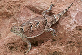 Southern desert horned lizard (Phrynosoma platyrhinos calidiarum), USA