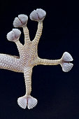 Egyptian fan-footed gecko (Ptyodactylus hasselquistii) foot detail, Egypt