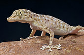 Egyptian fan-footed gecko (Ptyodactylus hasselquistii), Egypt