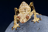 Satanic leaf-tailed gecko (Uroplatus phantasticus), Madagascar