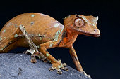 Satanic leaf-tailed gecko (Uroplatus phantasticus), Madagascar