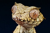 Portrait of Satanic leaf-tailed gecko (Uroplatus phantasticus), Madagascar