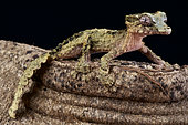 Cork-bark gecko (Uroplatus pietschmanni), Madagascar