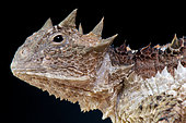 Giant horned lizard (Phrynosoma asio), Mexico