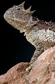 Giant horned lizard (Phrynosoma asio), Mexico
