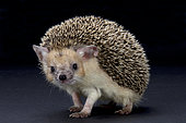 Big-eared hedgehog (Hemiechinus auritus), Russia