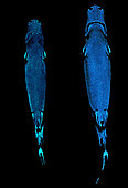 Velvet bellies (Etmopterus spinax) bioluminscent flanks and abdomen