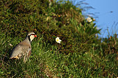 Rock Partridge (Alectoris graeca) in grass, Alps, Switzerland.