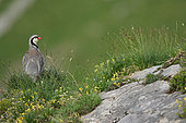 Rock Partridge (Alectoris graeca) on rock, Alps, Switzerland.