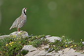 Rock Partridge (Alectoris graeca) on rock, Alps, Switzerland.