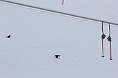 Black Grouses (Lyrurus tetrix) males parade on a ski slope, Alps, Switzerland.