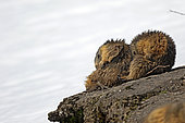 Alpine Marmots (Marmota Marmota) gromming output hibernation. Alps, Switzerland
