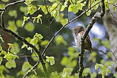 Pygmy Owl (Glaucidium passerinum) on a branch, Jura, Switzerland.