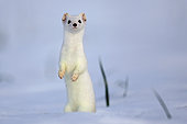 Ermine ( Mustela erminea ) in white coat of winter on snow, Prealps.
