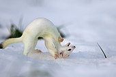 Ermine ( Mustela erminea ) in white coat of winter on snow, Prealps.