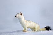 Ermine ( Mustela erminea ) in white coat of winter on snow, Prealps.