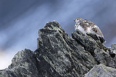 Rock Ptarmigan ( Lagopus mutus ) female in the Valais Alps , Switzerland. Autumn moult change.