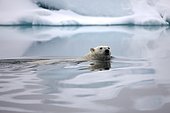 Polar Bear (Ursus maritimus) swimming past iceberg along northern coastline on foggy summer day, Spitsbergen Island, Svalbard, Norway