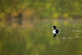 Tufted Duck (Aythya fuligula) on the water - Alsace, France