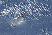 Mountain Hare ( Lepus timidus ) running in early winter white coat in the snow, Alps , Switzerland.
