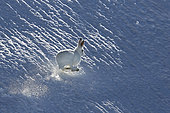 Lièvre variable (Lepus timidus) en course en pelage blanc de début hiver dans la neige, Alpes, Suisse.
