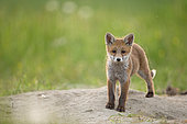 Red fox (Vulpes vulpes ) young , Country Fribourg , Switzerland