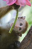 Jeune macaque à toque mordillant une offrande posée dans un temple au coeur de la jungle Sri Lankaise.